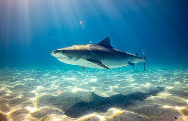 Quels sont les meilleurs spots pour la plongée avec les requins à Guadalupe, Mexique?